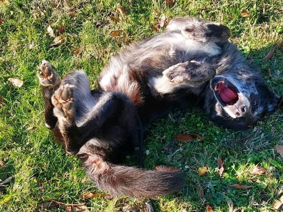 Adotta il cane FERDY a Cremona