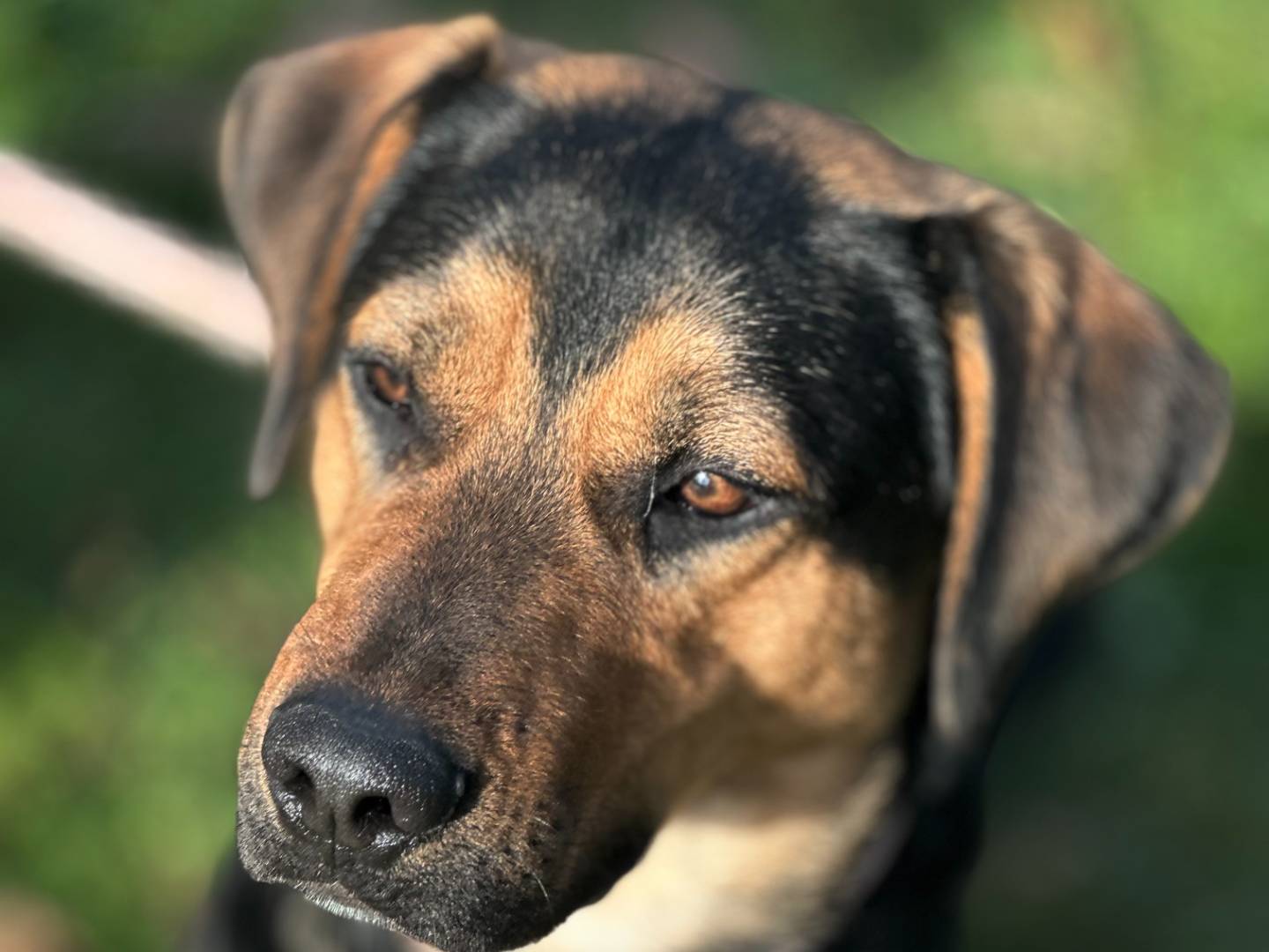 Adotta un cane, maschio, 1 anno, Torino