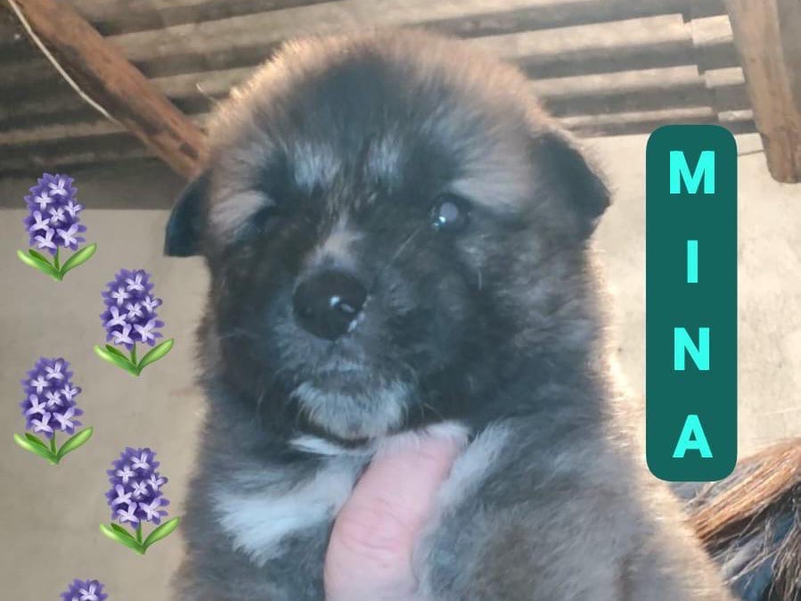 Adozione cane, femmina, Razza sconosciuta Razza sconosciuta, 3 mesi, taglia media, Crotone