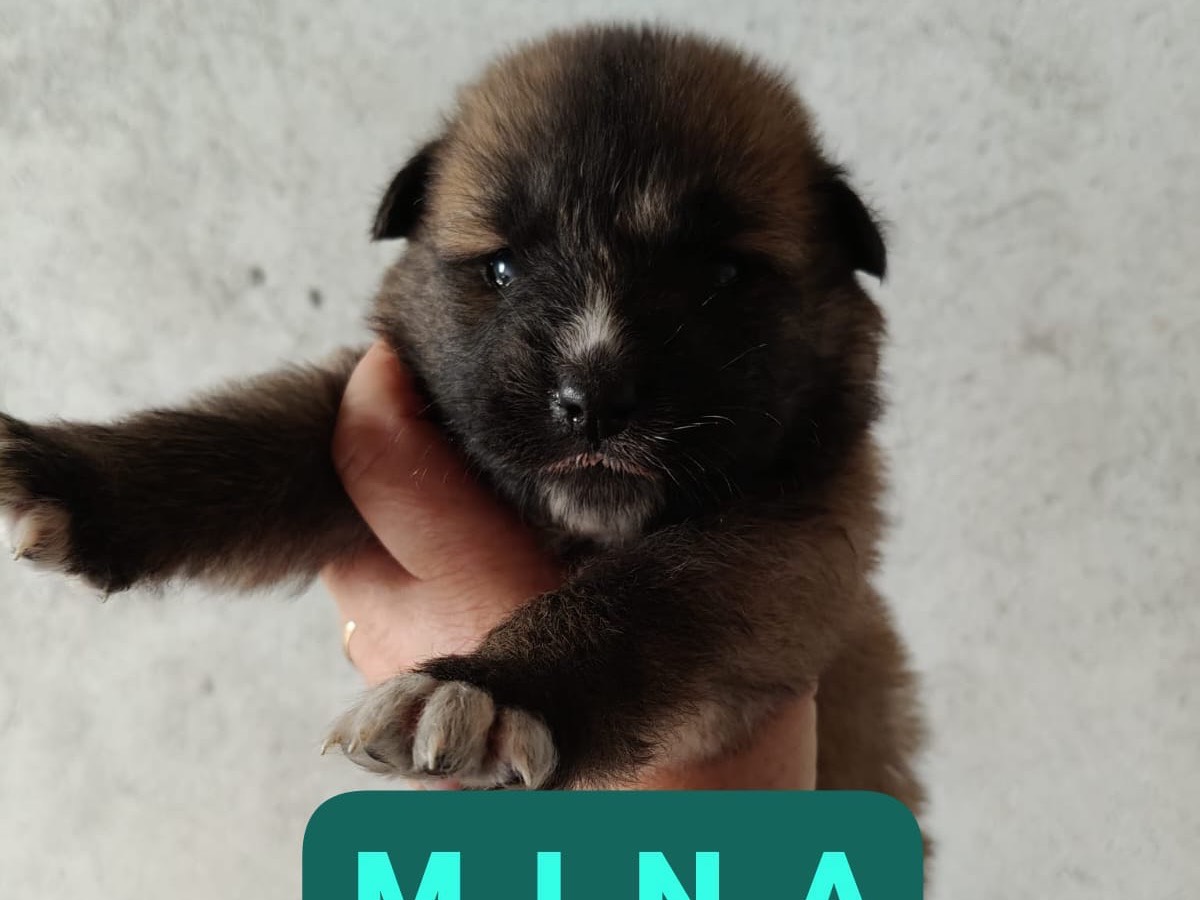 Adotta un cane, femmina, 3 mesi, Crotone