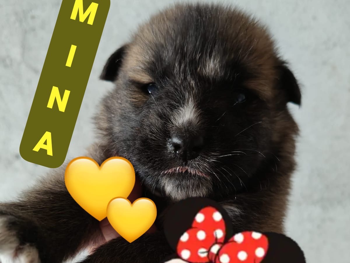 Adotta un cane, taglia media, femmina, Crotone