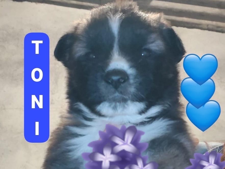 Adozione cane, maschio, Razza sconosciuta Razza sconosciuta, 3 mesi, taglia media, Crotone