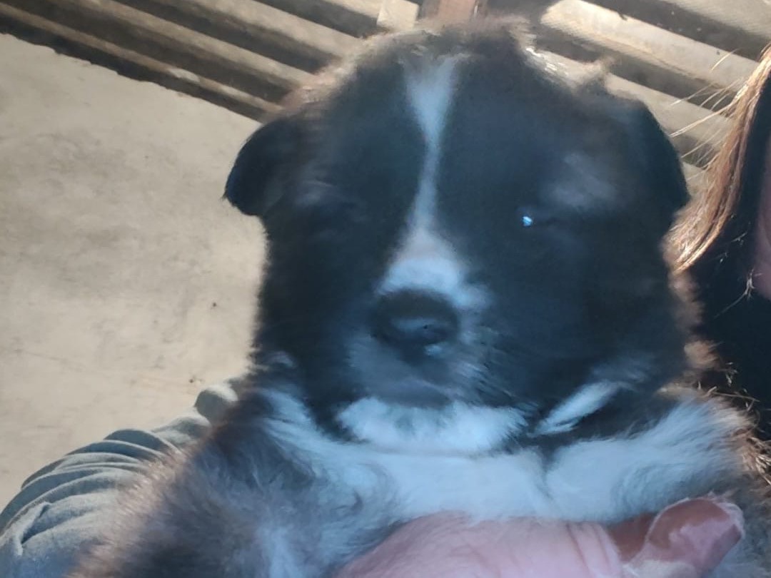 Adotta un cane, maschio, 3 mesi, Crotone