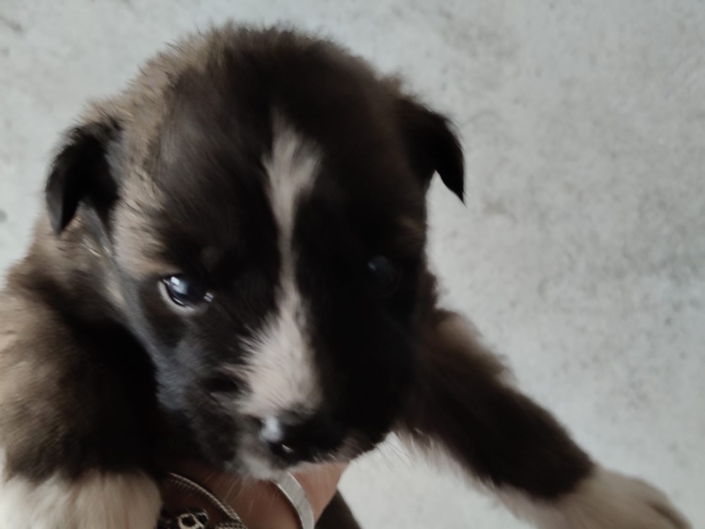 Adotta un cane, taglia media, maschio, Crotone