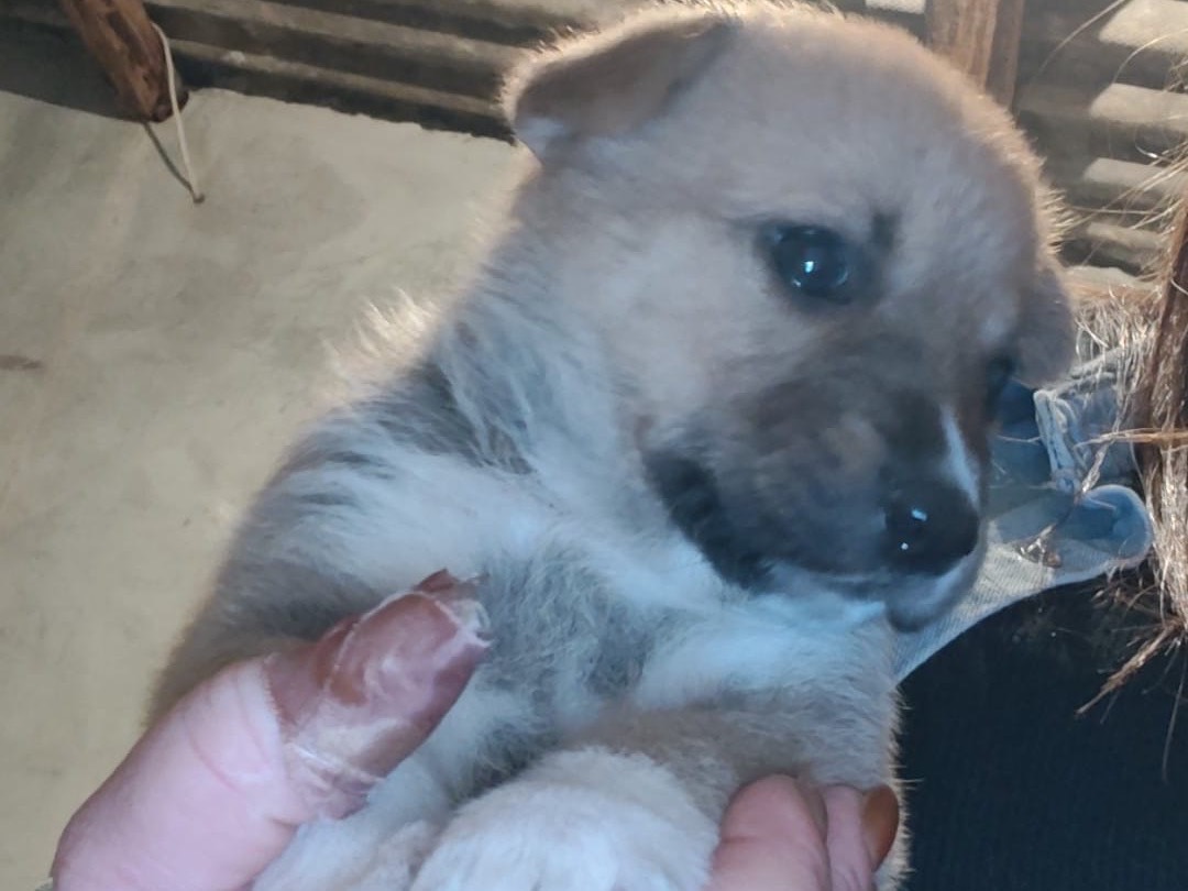 Adozione cane, femmina, Razza sconosciuta Razza sconosciuta, 3 mesi, taglia media, Crotone