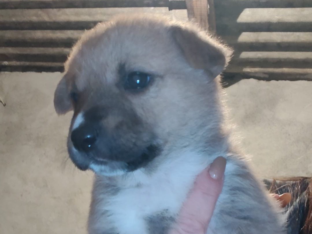 Adotta un cane, femmina, 3 mesi, Crotone