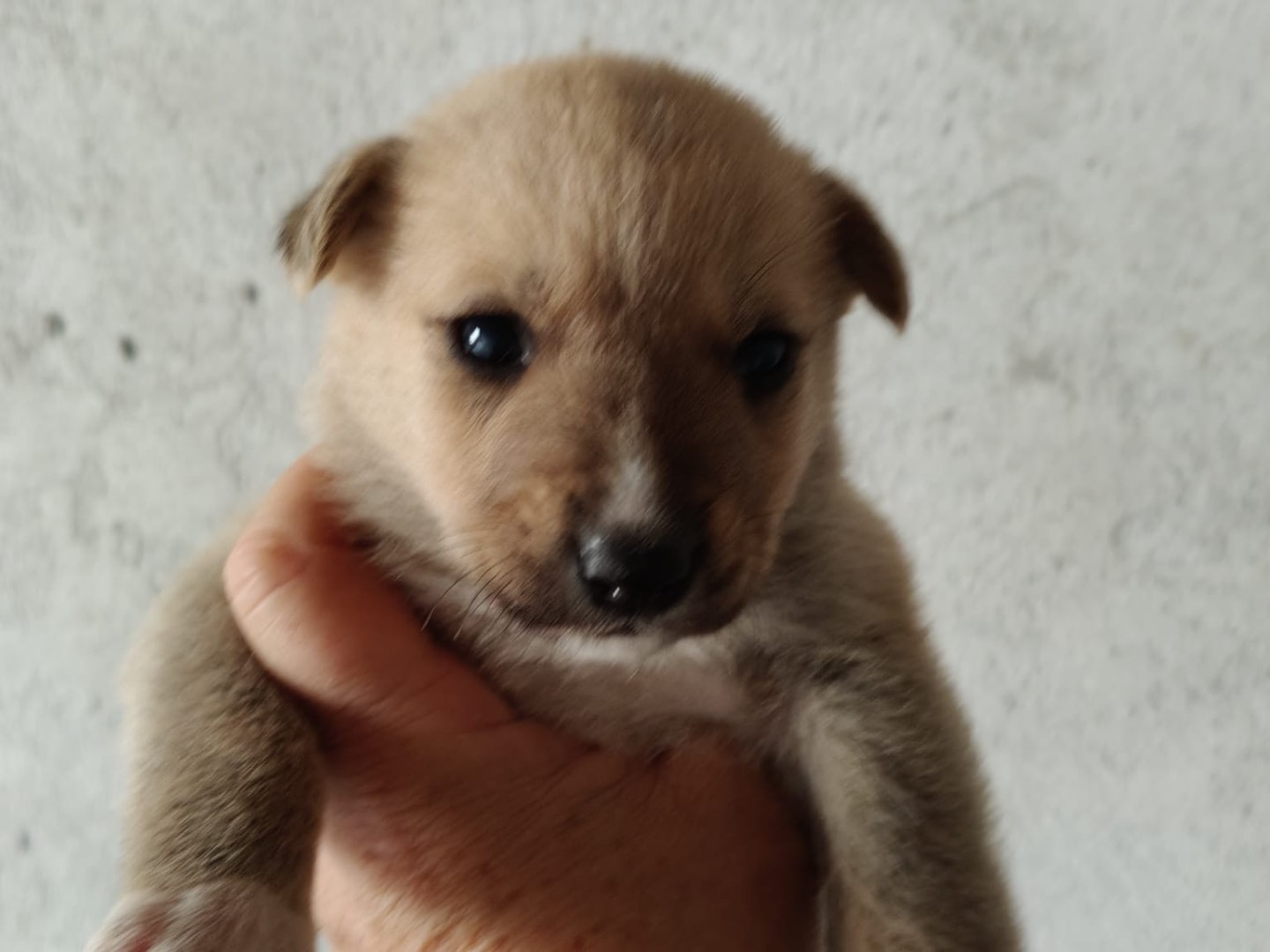 Vuoi adottare un cane a Crotone?