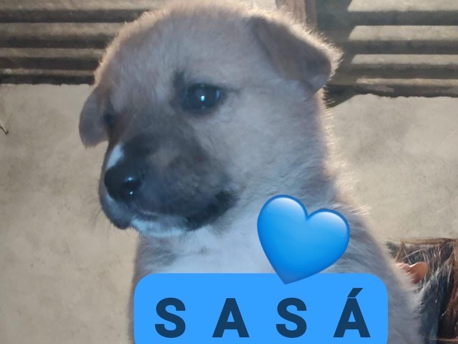 Adozione cane, maschio, Razza sconosciuta Razza sconosciuta, 3 mesi, taglia media, Crotone