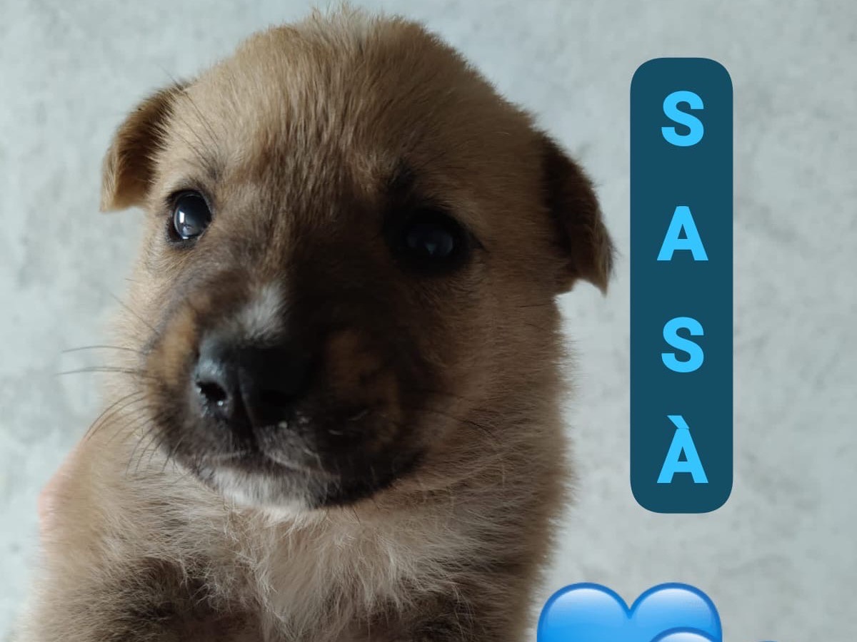 Adotta un cane, maschio, 3 mesi, Crotone