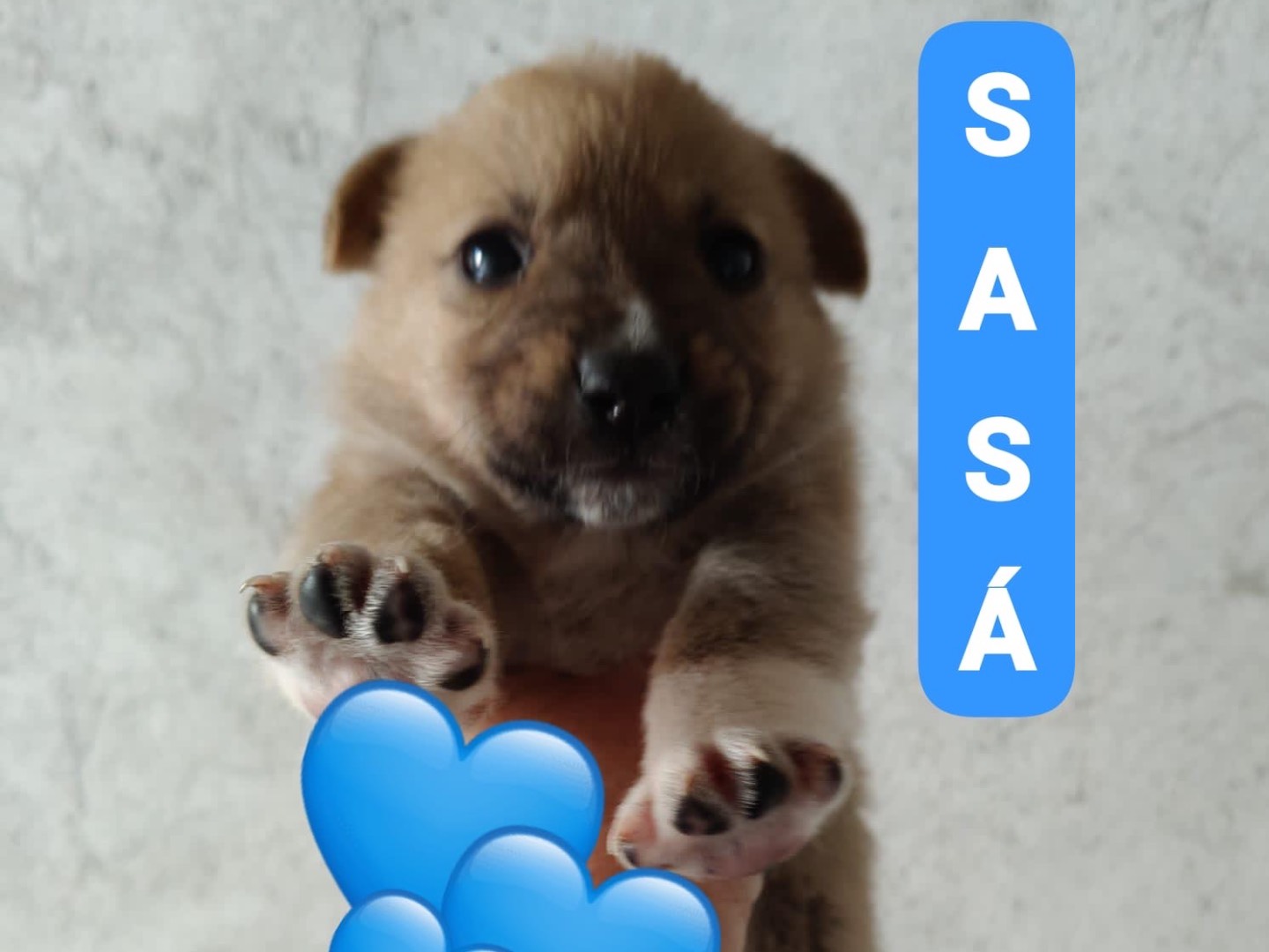 Adotta un cane, taglia media, maschio, Crotone