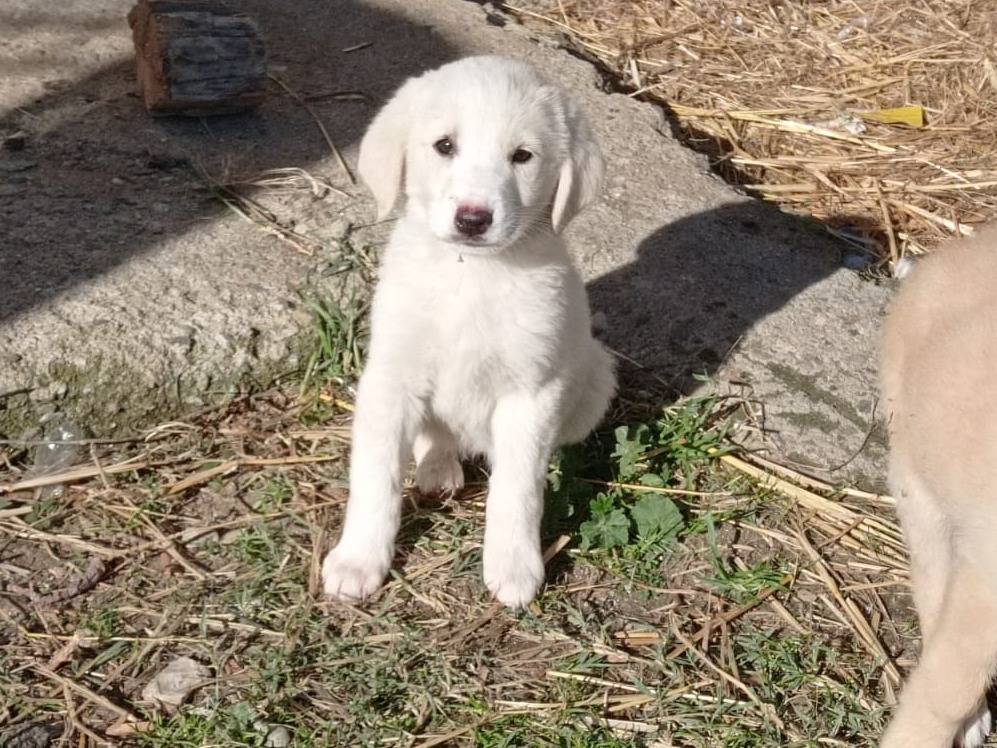 Adotta un cane, femmina, 3 mesi, Crotone