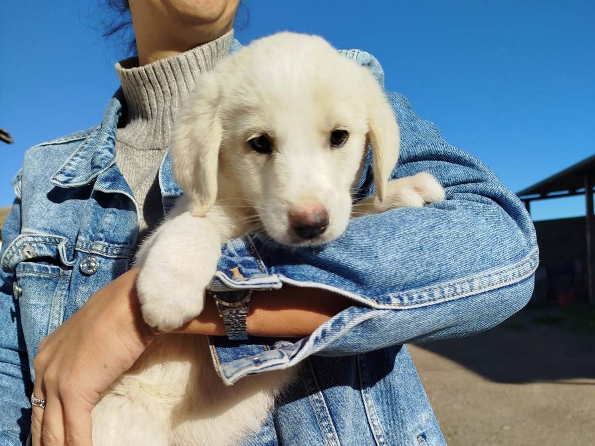 Adotta un cane, taglia media, femmina, Crotone