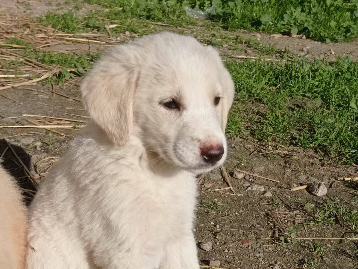 Vuoi adottare un cane a Crotone?