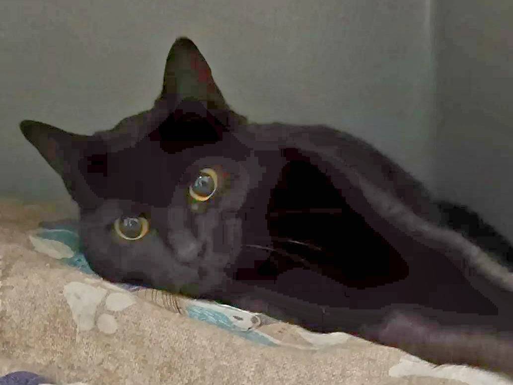 Adozione gatto, femmina, Razza sconosciuta Razza sconosciuta, 8 mesi, taglia non valida, Milano