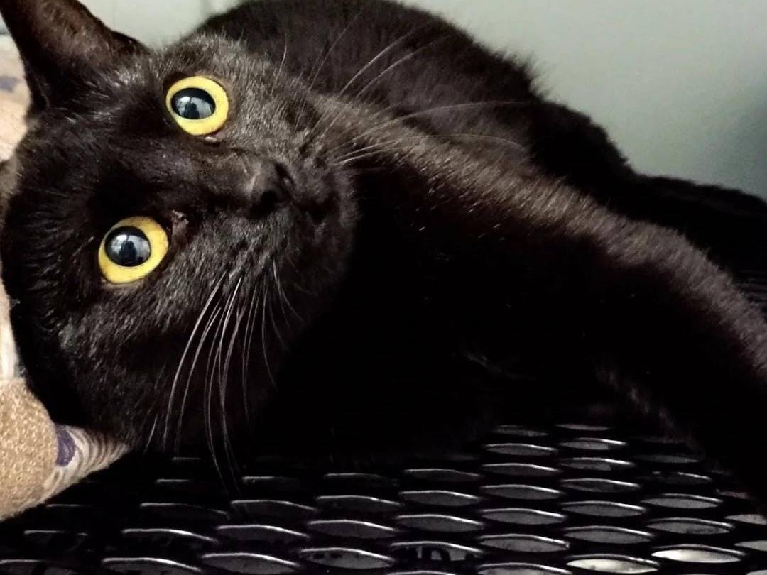 Adotta un gatto, femmina, 8 mesi, Milano