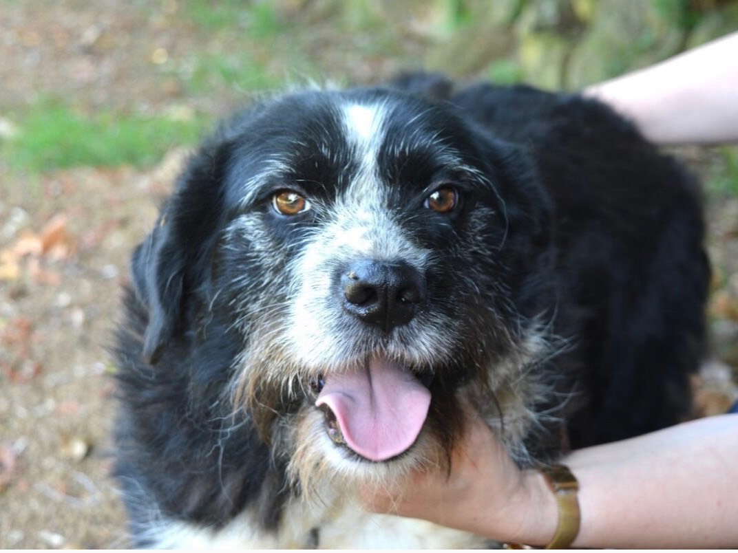 Adozione cane, maschio, Razza sconosciuta Razza sconosciuta, 3 anni e 7 mesi, taglia media contenuta, Roma