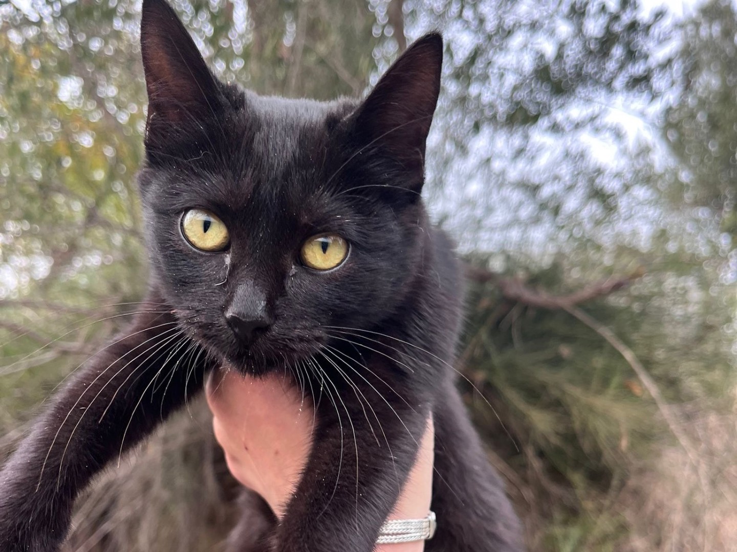 Adozione gatto, femmina, Razza sconosciuta Razza sconosciuta, 5 mesi, taglia non valida, Teramo