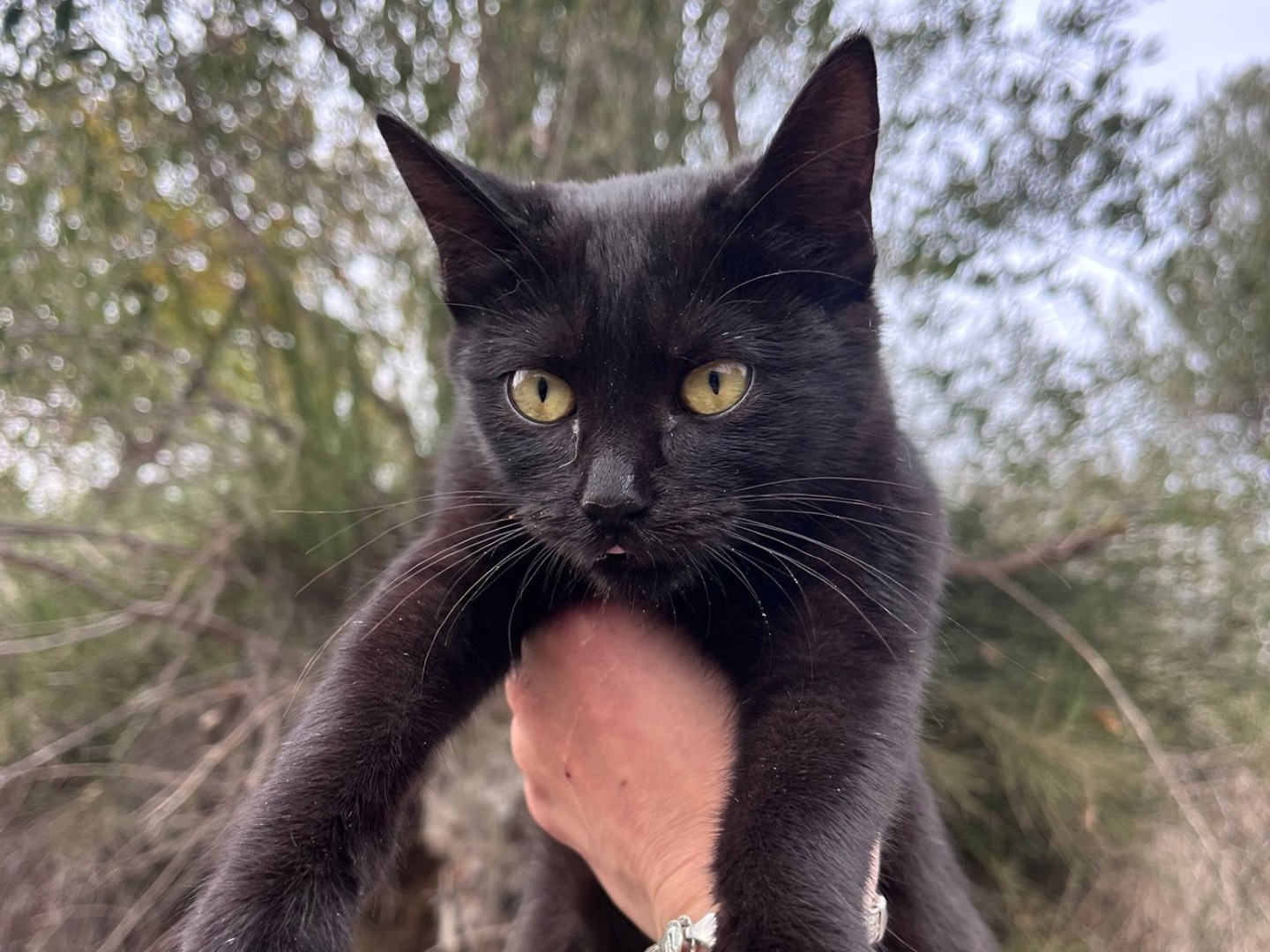 Adotta un gatto, femmina, 5 mesi, Teramo