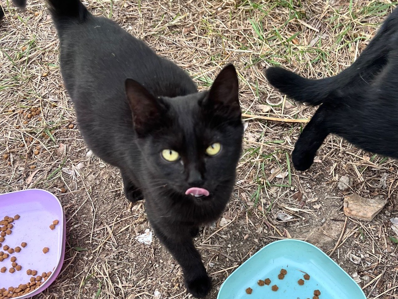 Adotta un gatto, taglia non valida, femmina, Teramo