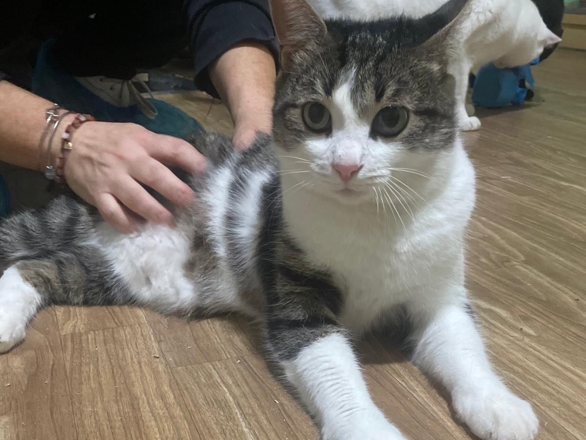 Adozione gatto, maschio, Razza sconosciuta Razza sconosciuta, 2 anni e 1 mese, taglia non valida, Bari