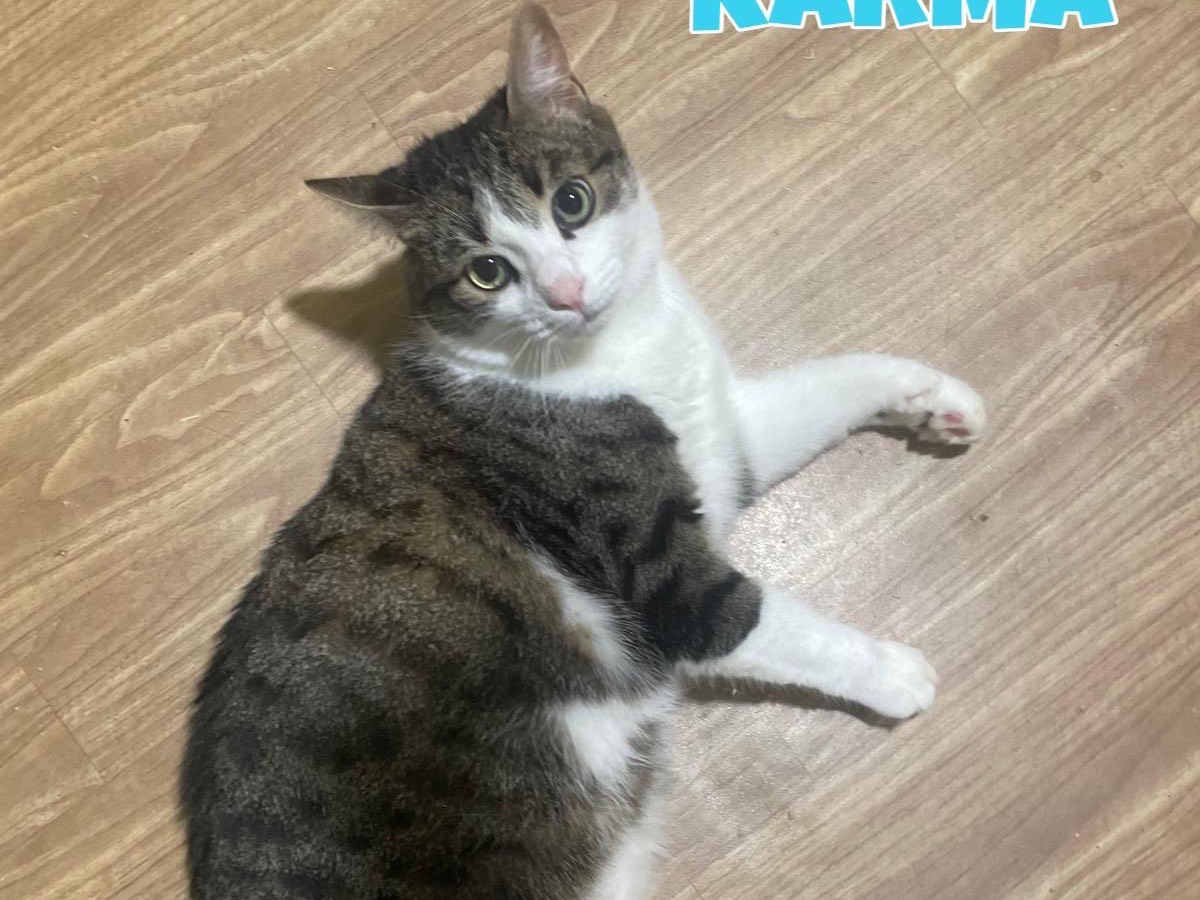 Adotta un gatto, maschio, 2 anni e 1 mese, Bari