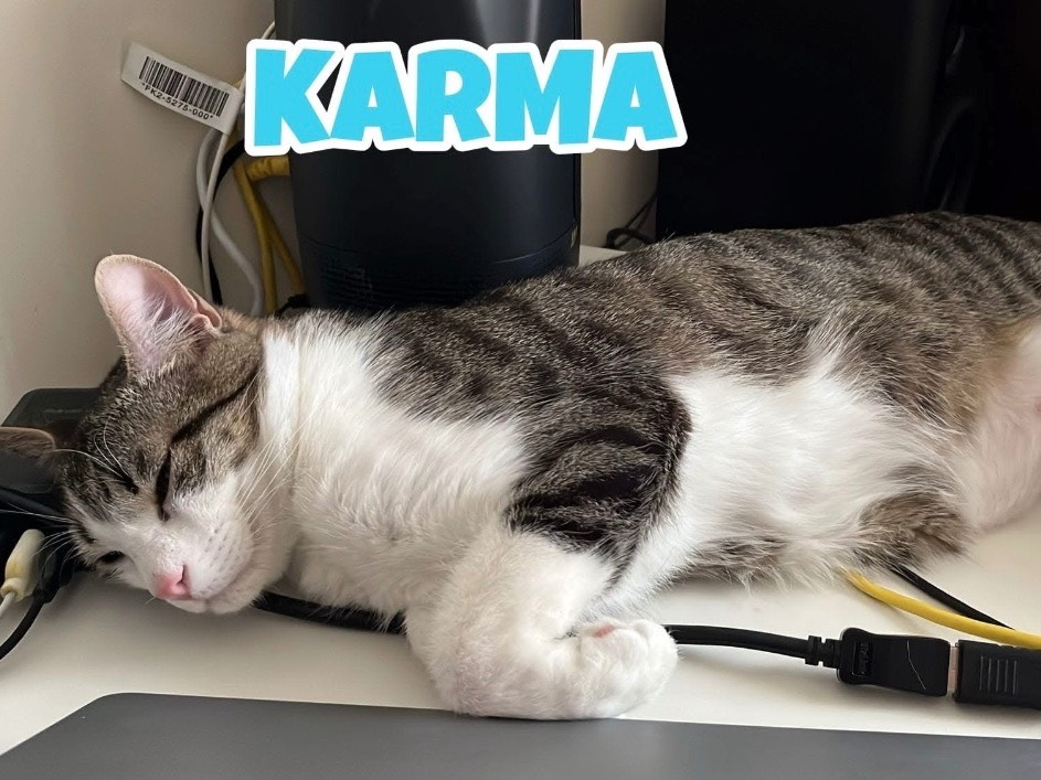 Adotta un gatto, taglia non valida, maschio, Bari