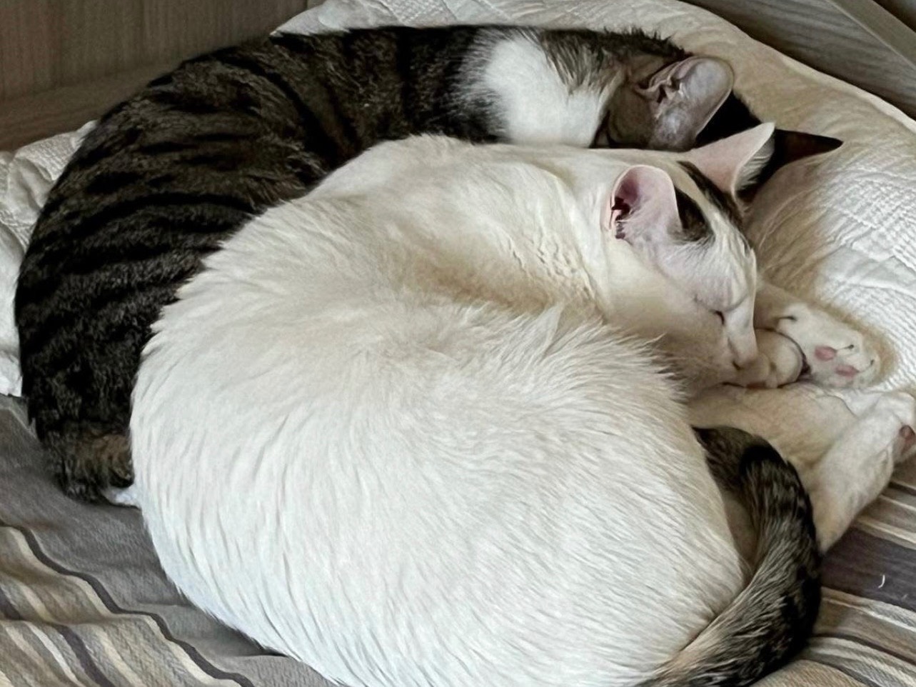 Vuoi adottare un gatto a Bari?