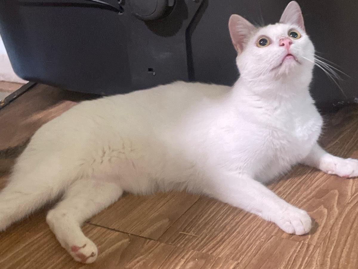 Adozione gatto, maschio, Razza sconosciuta Razza sconosciuta, 2 anni e 1 mese, taglia non valida, Bari