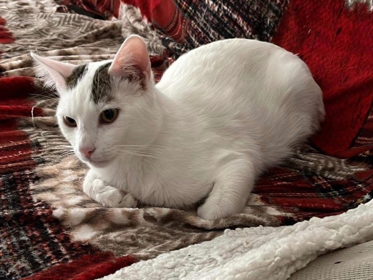 Adotta un gatto, maschio, 2 anni e 1 mese, Bari