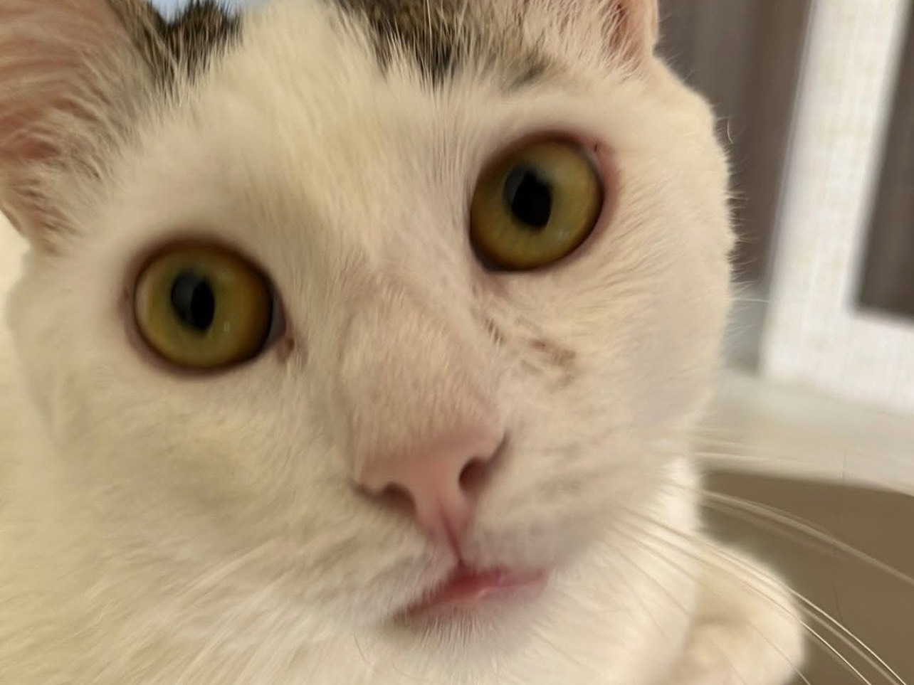 Adotta un gatto, taglia non valida, maschio, Bari