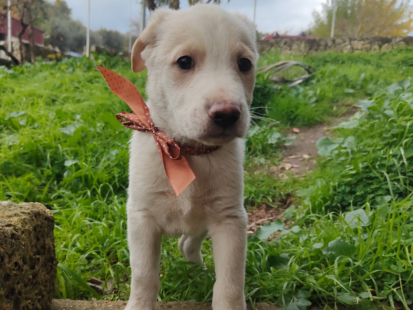 Adozione cane, maschio, Labrador Retriever Razza sconosciuta, 3 mesi, taglia grande, Vibo