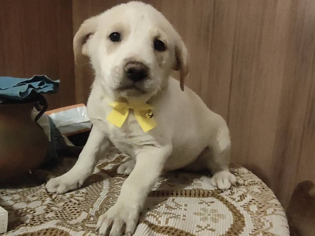 Adotta un cane, maschio, 3 mesi, Vibo