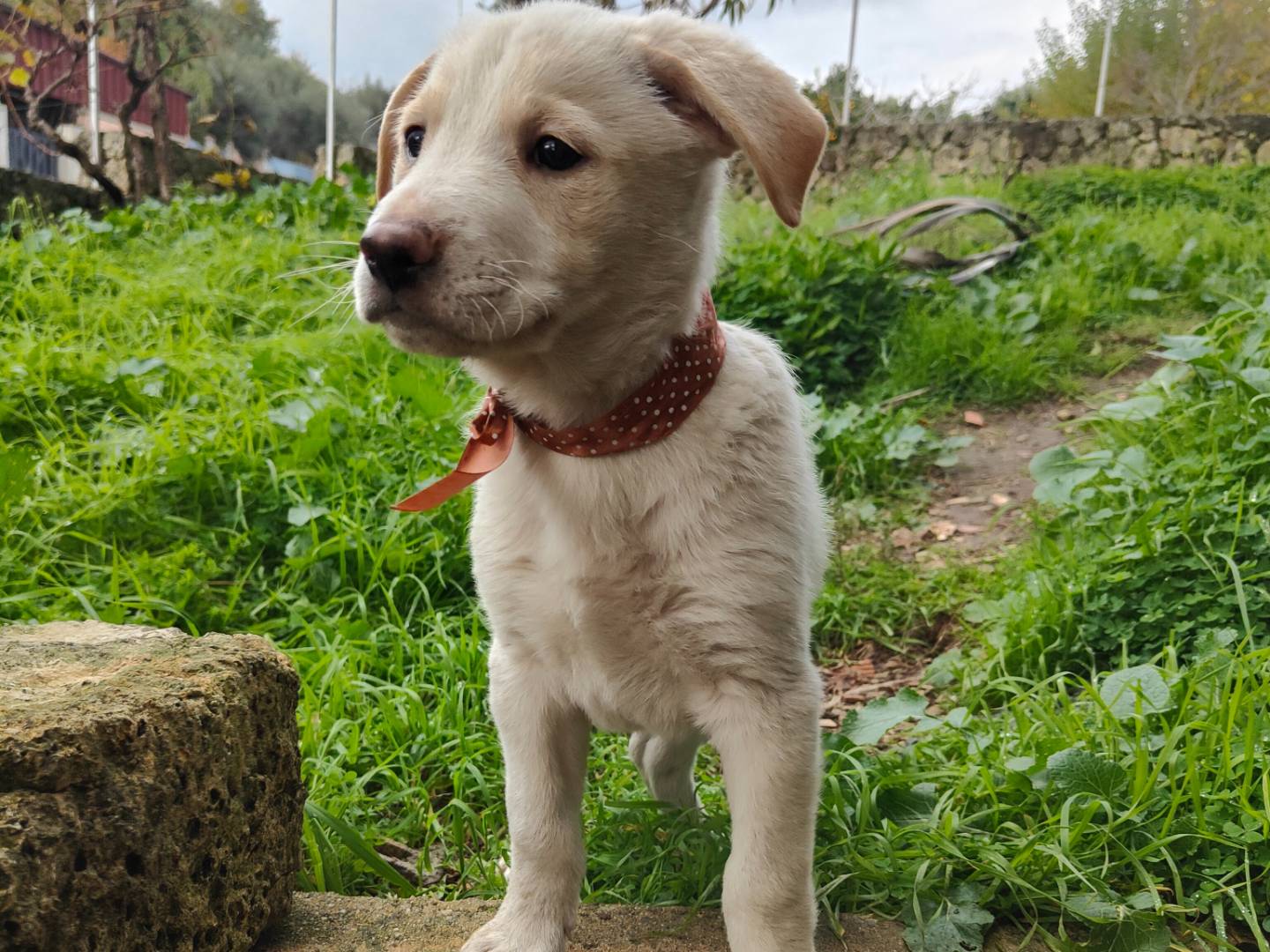 Adotta un cane, taglia grande, maschio, Vibo