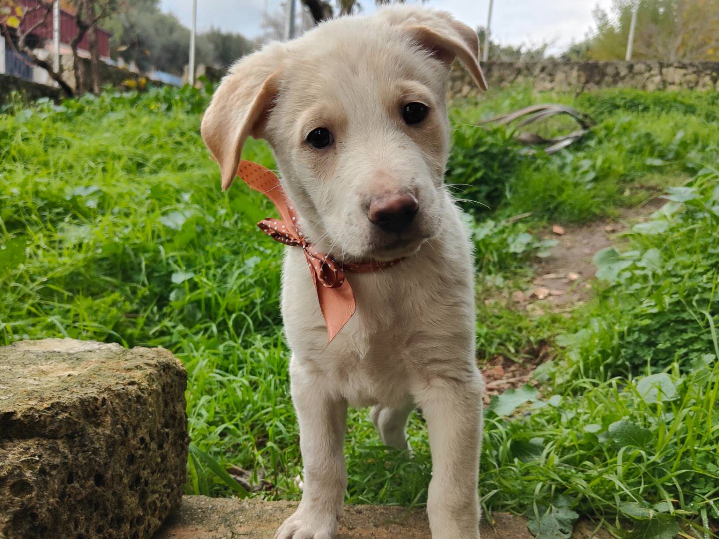 Vuoi adottare un cane a Vibo?