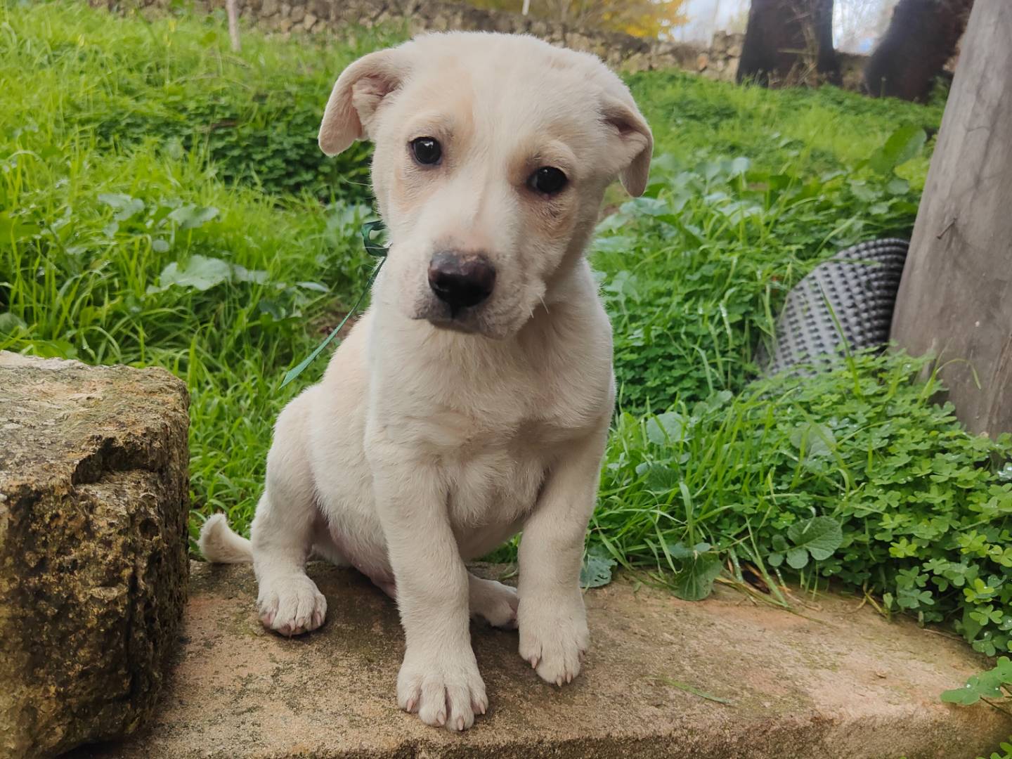 Vuoi adottare un cane a Vibo?