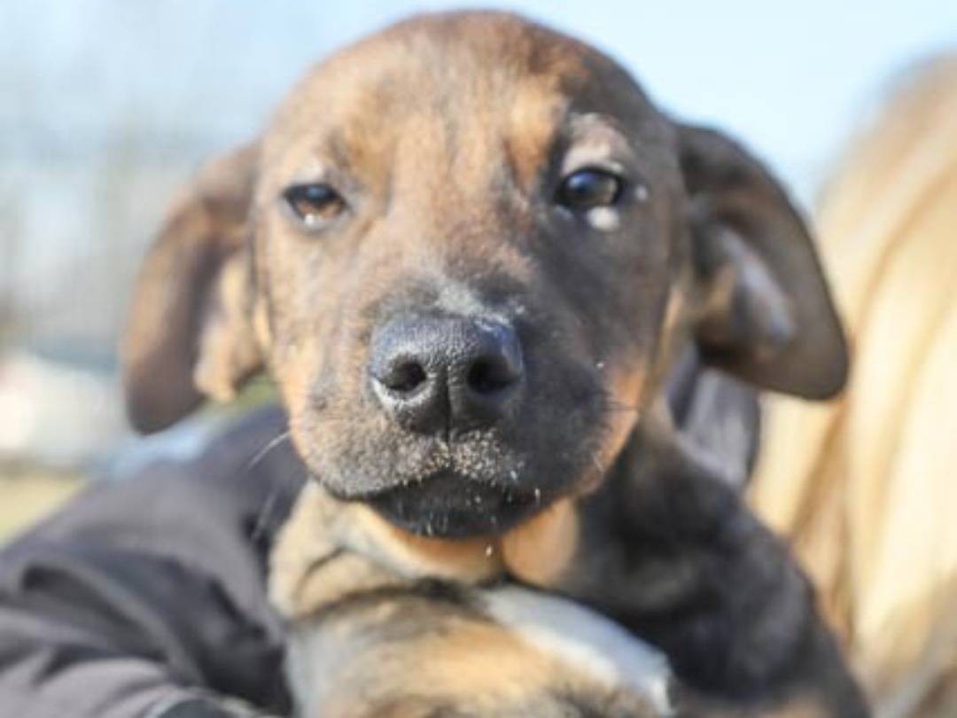 Adozione cane, maschio, Segugio Razza sconosciuta, 4 mesi, taglia media contenuta, Pavia