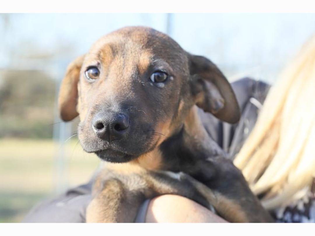 Adotta un cane, maschio, 4 mesi, Pavia