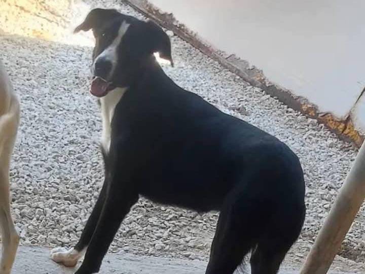 Adozione cane, femmina, Razza sconosciuta Razza sconosciuta, 1 anno e 1 mese, taglia media, Ragusa
