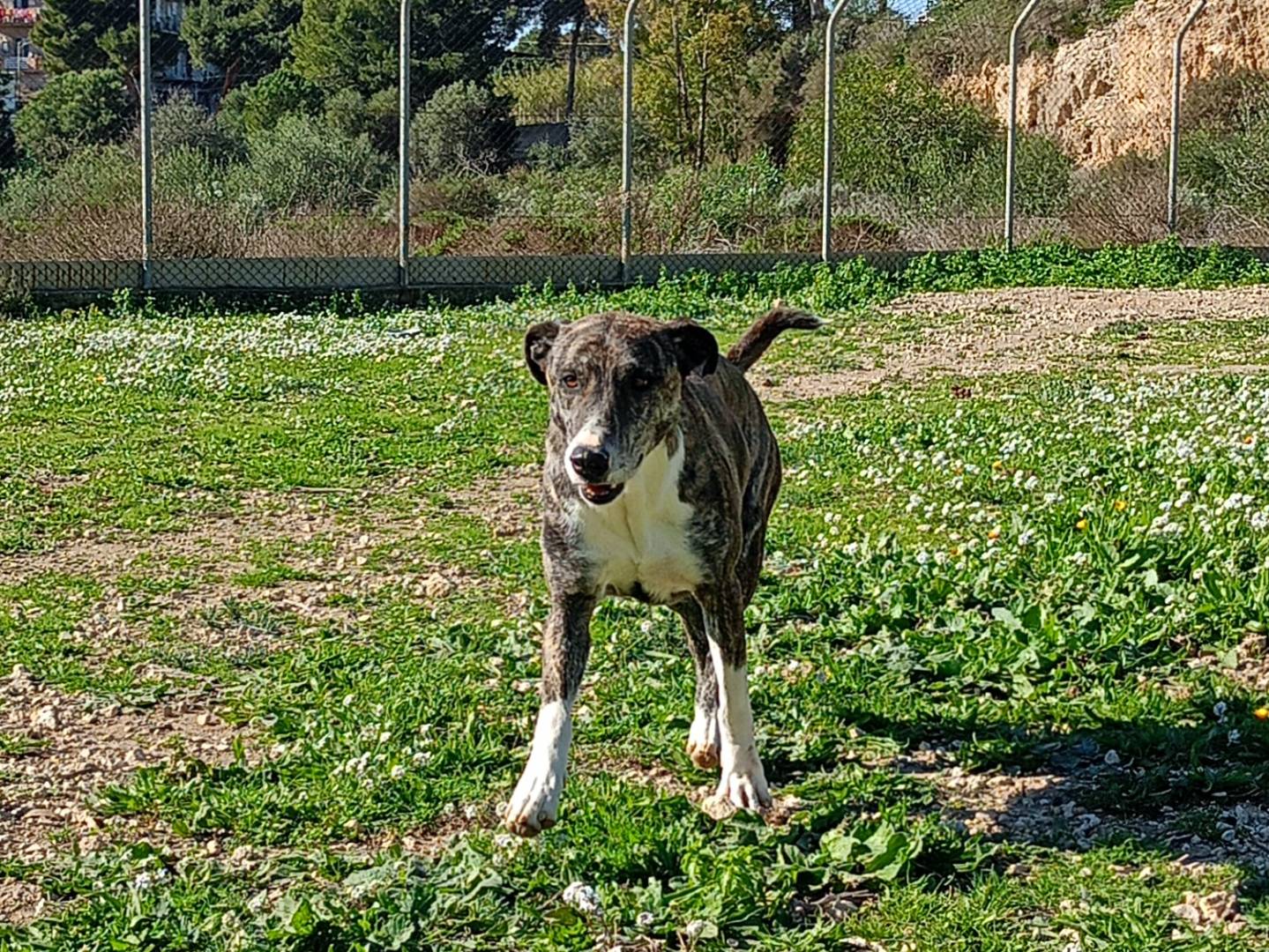 Adotta un cane, femmina, 4 anni e 7 mesi, Ragusa