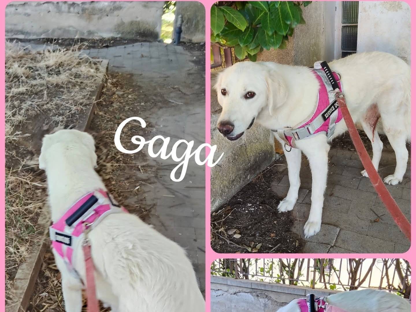 Adozione cane, femmina, Golden Retriever Pastore maremmano, 2 anni e 2 mesi, taglia media, Ragusa