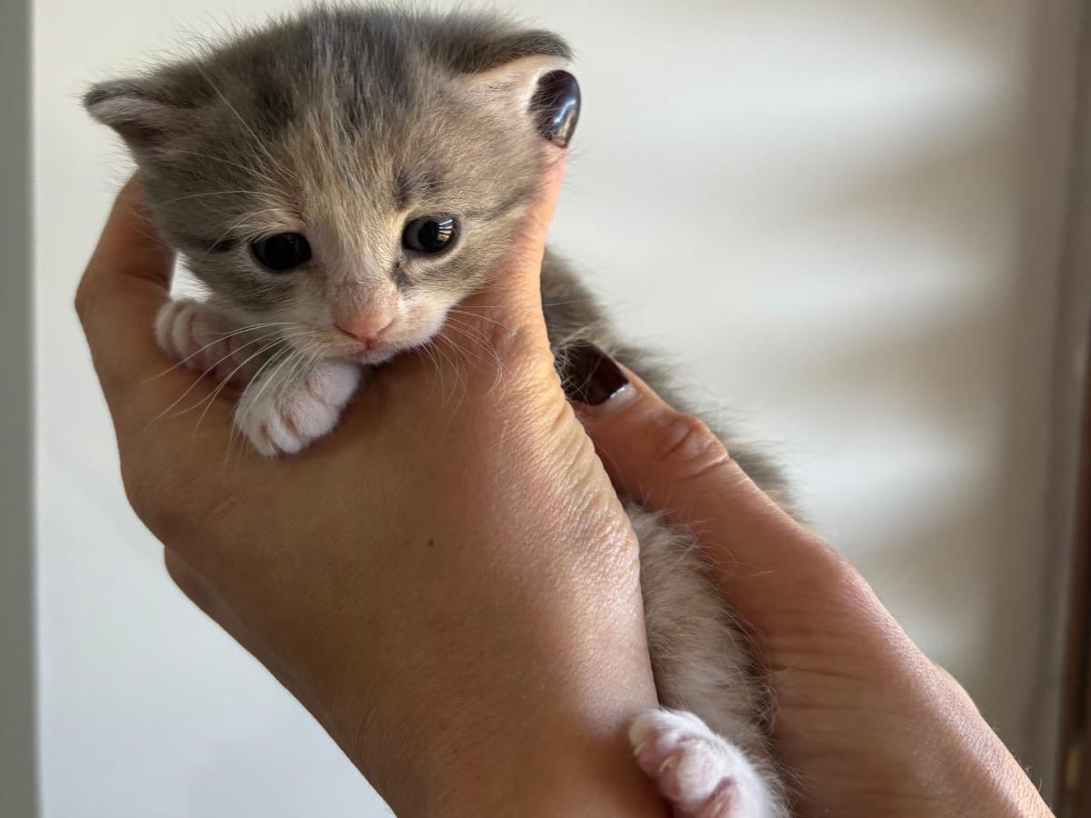 Adozione gatto, femmina, Razza sconosciuta Razza sconosciuta, 2 mesi, taglia non valida, Avellino
