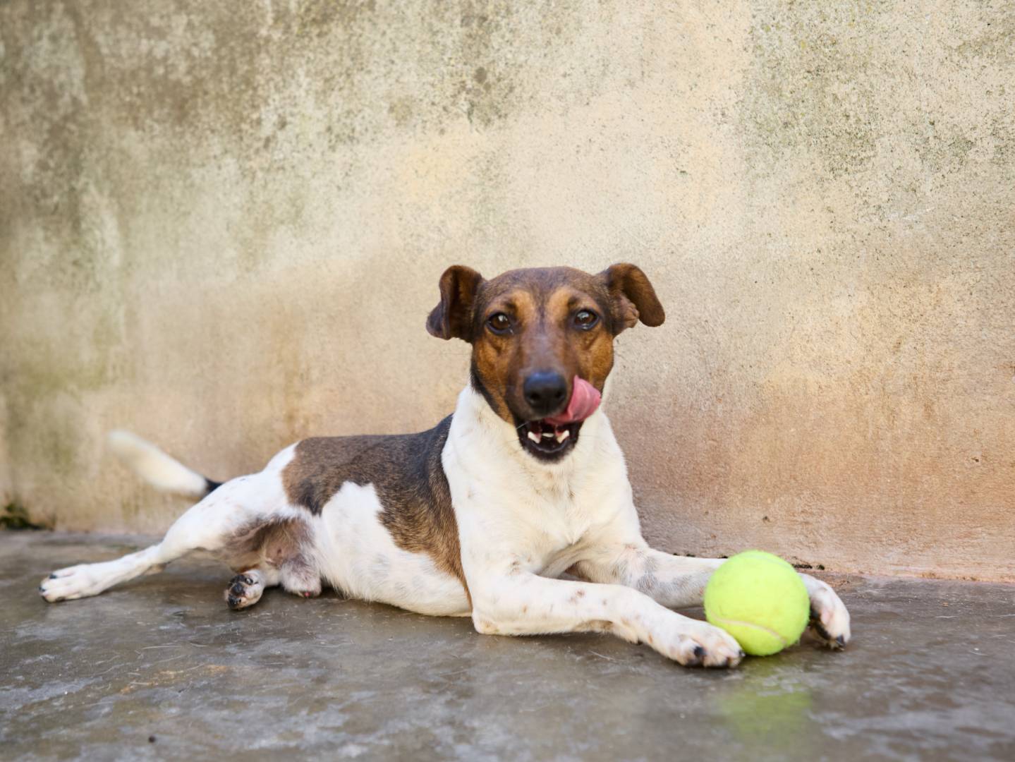 Adozione cane, maschio, Jack Russell Terrier Razza sconosciuta, 1 anno e 3 mesi, taglia piccola, Caserta