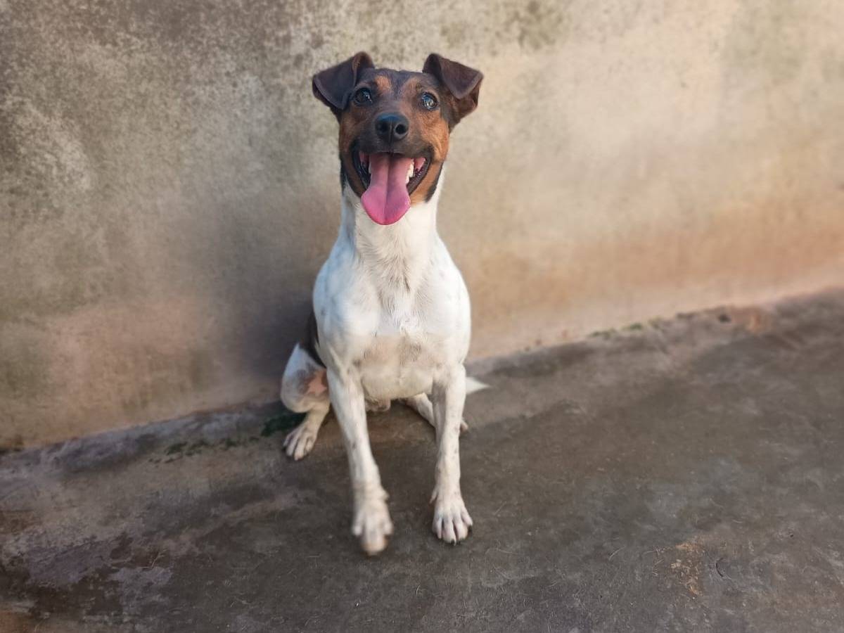 Adotta un cane, maschio, 1 anno e 3 mesi, Caserta