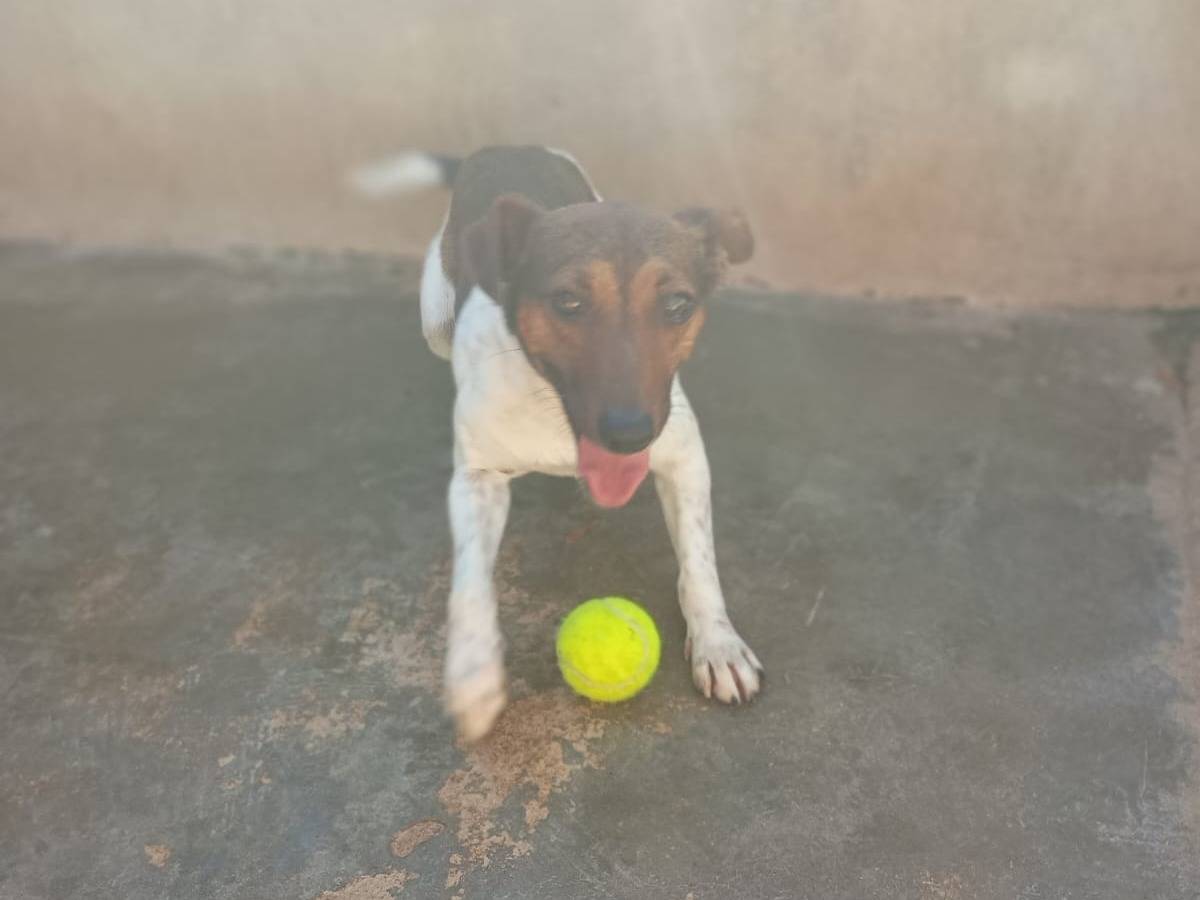 Adotta un cane, taglia piccola, maschio, Caserta