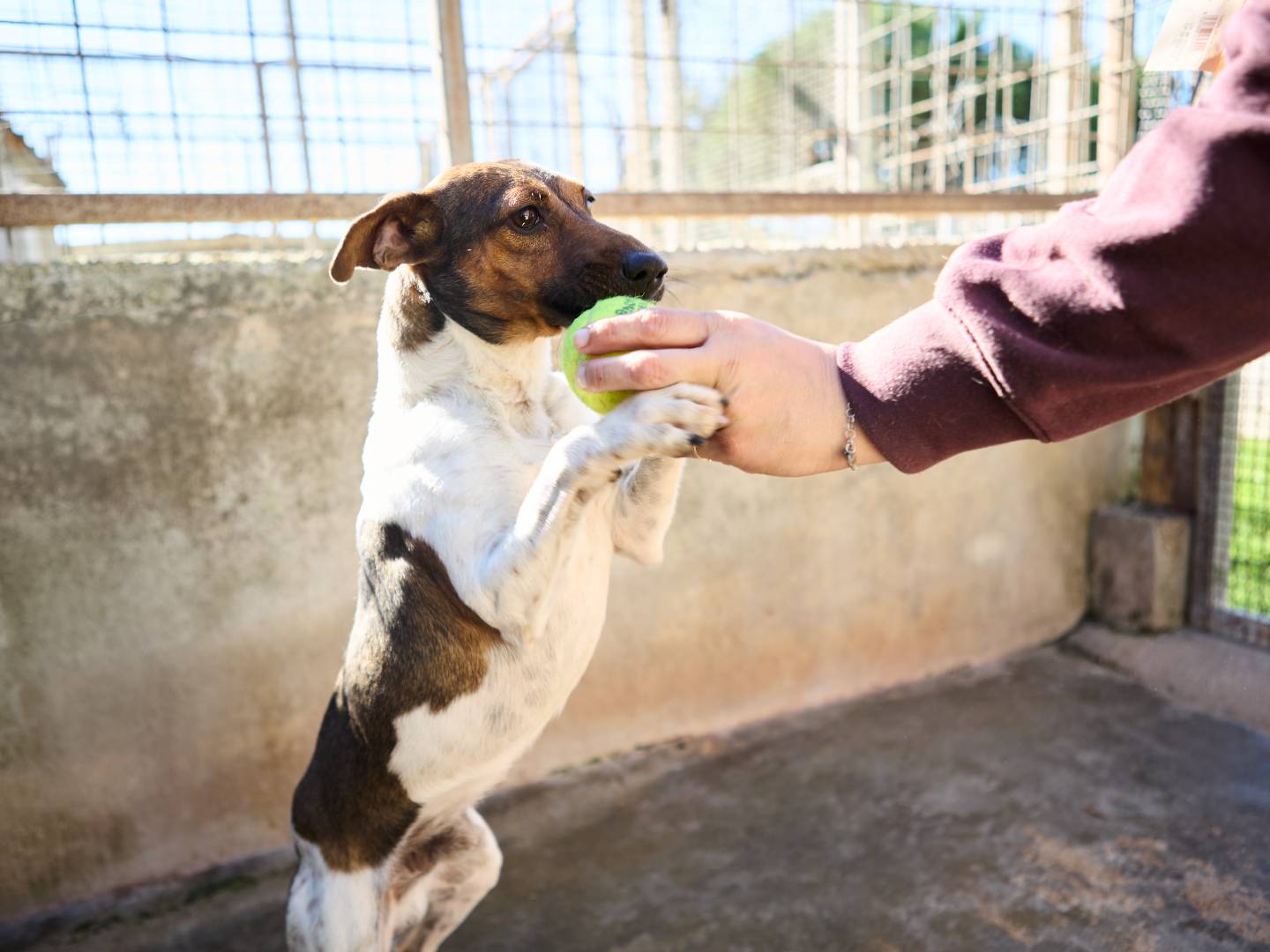 Vuoi adottare un cane a Caserta?