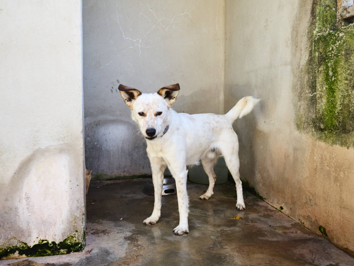 Adozione cane, maschio, Razza sconosciuta Razza sconosciuta, 1 anno e 8 mesi, taglia media contenuta, Caserta