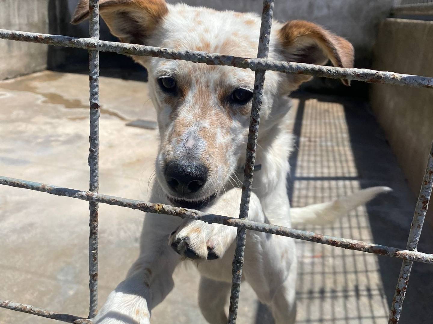 Adotta un cane, maschio, 1 anno e 8 mesi, Caserta