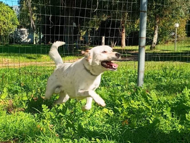 Adotta un cane, taglia media contenuta, maschio, Caserta
