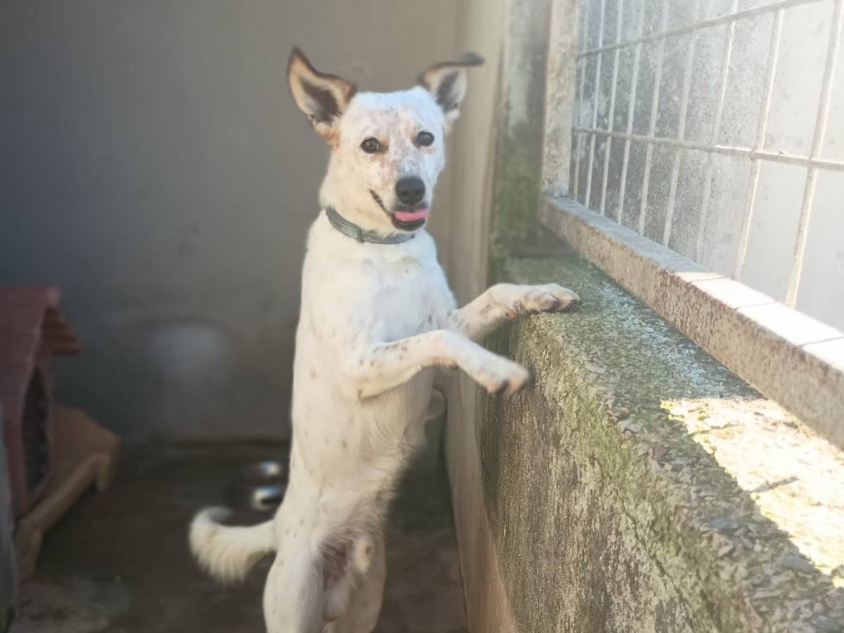 Vuoi adottare un cane a Caserta?