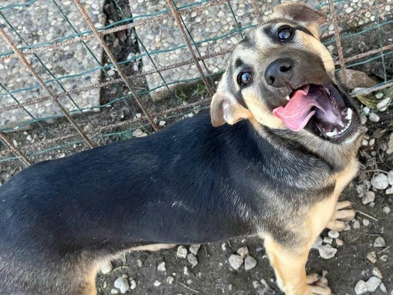 Adotta un cane, femmina, 6 mesi, Teramo